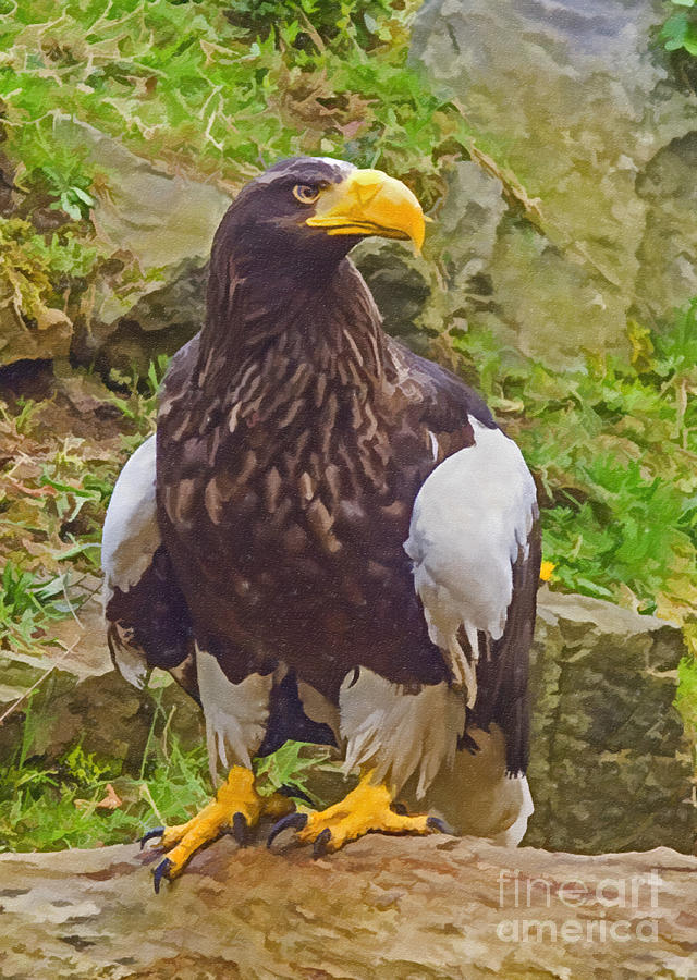 Steller's sea Eagle Digital Art by Liz Leyden - Fine Art America