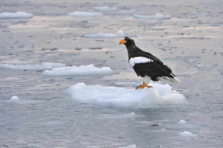 Stellers Sea Eagle On Ice Floe Hokkaido Photograph by Thomas Marent