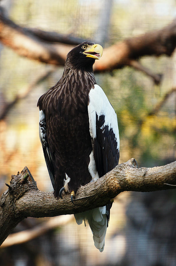 Stellers Sea Eagle Photograph by Photography  By Sai