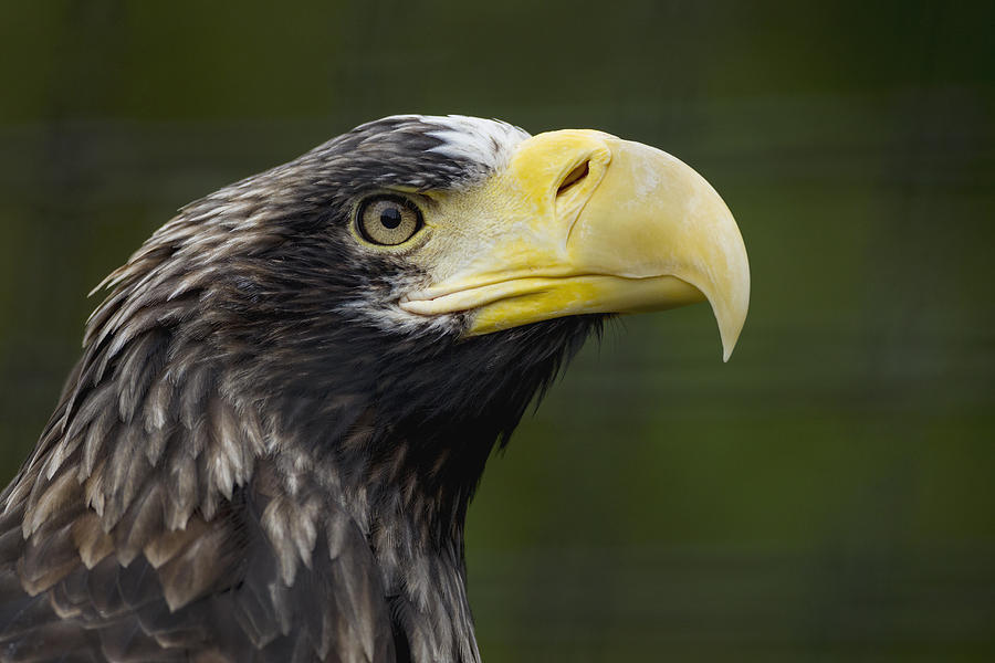 Stellers Sea Eagle Profile Photograph by Zssd
