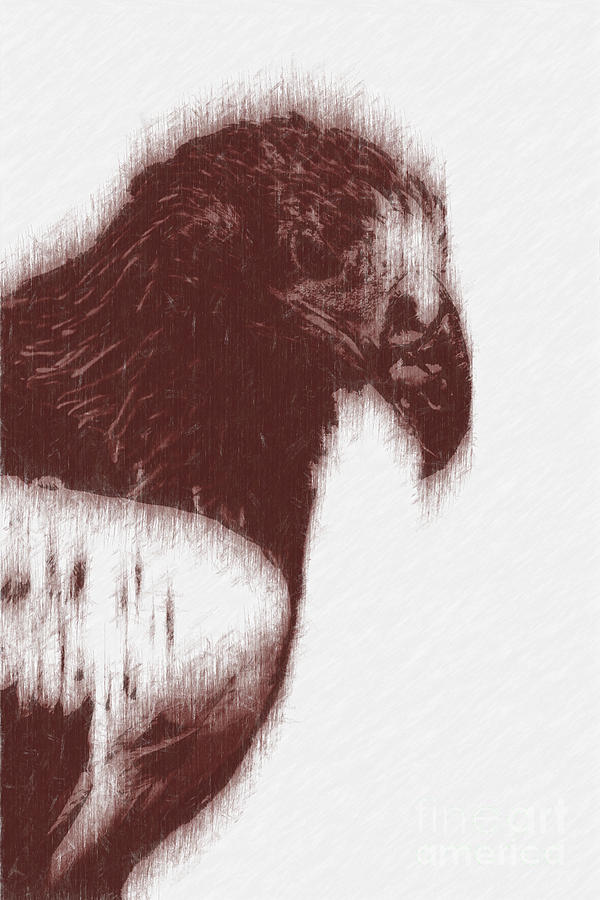 Stellers Sea Eagle-Sketch Photograph by Douglas Barnard