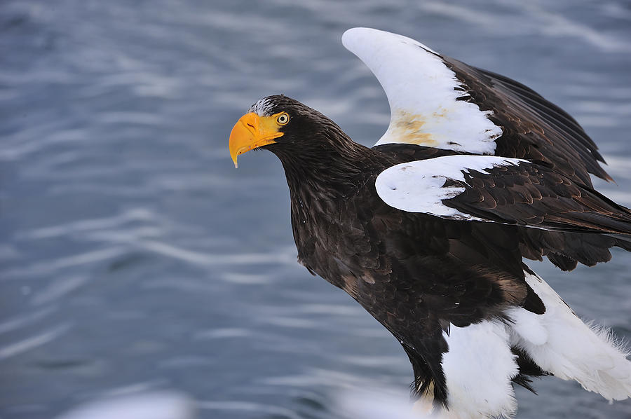Stellers Sea Eagle Taking Flight Photograph by Thomas Marent