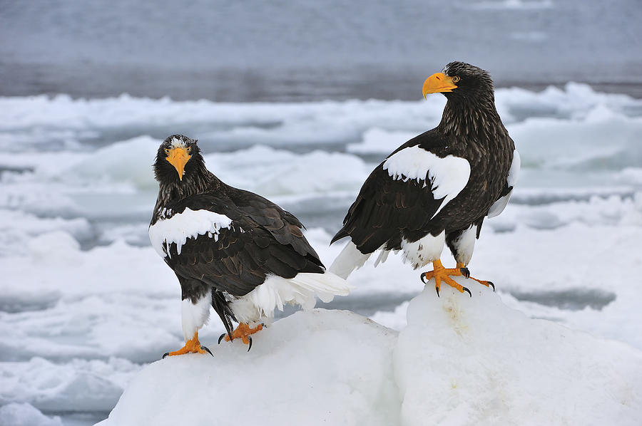 Stellers Sea Eagles Hokkaido Japan Photograph by Thomas Marent
