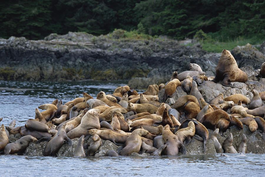 Stellers Sea Lions West Brother Island Photograph by Konrad Wothe