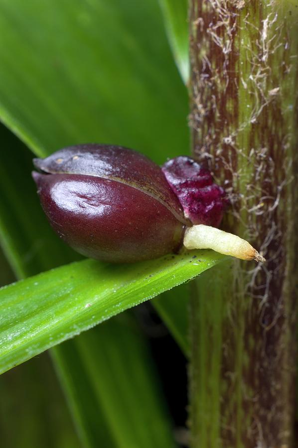 Stem Bulbil Of Lilium Lancifolium by Dr Jeremy Burgess