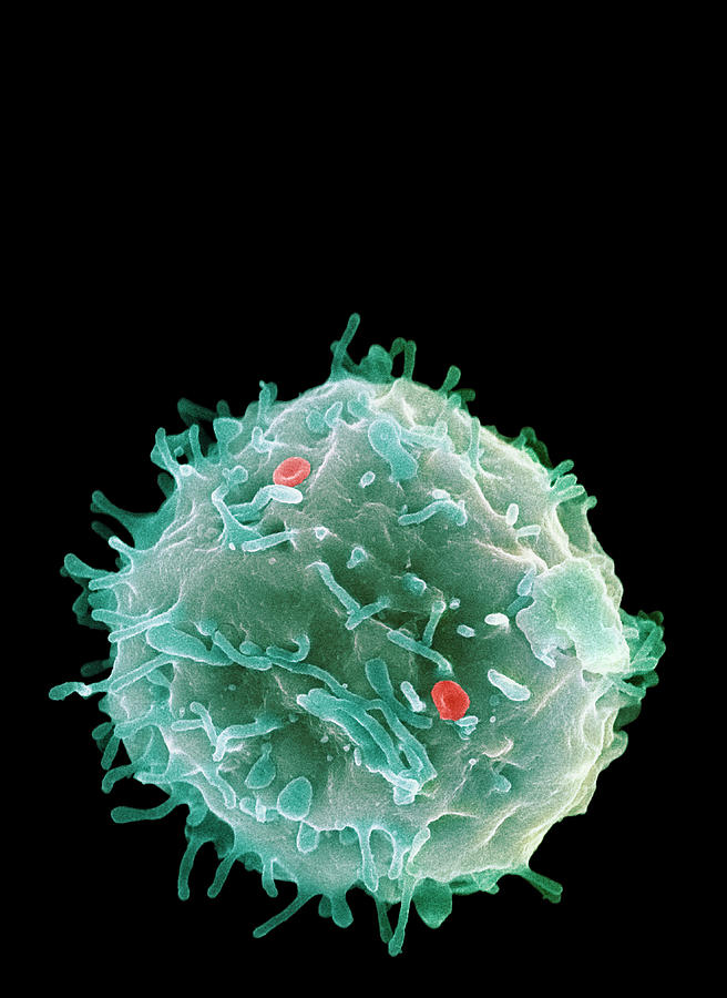 Stem Cell Photograph by 