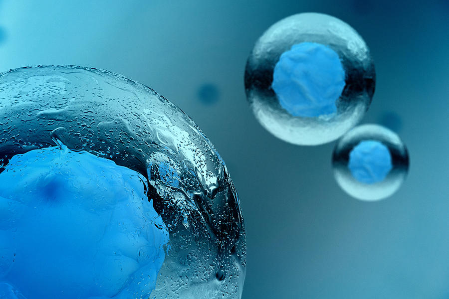 Stem Cell Photograph by Luismmolina