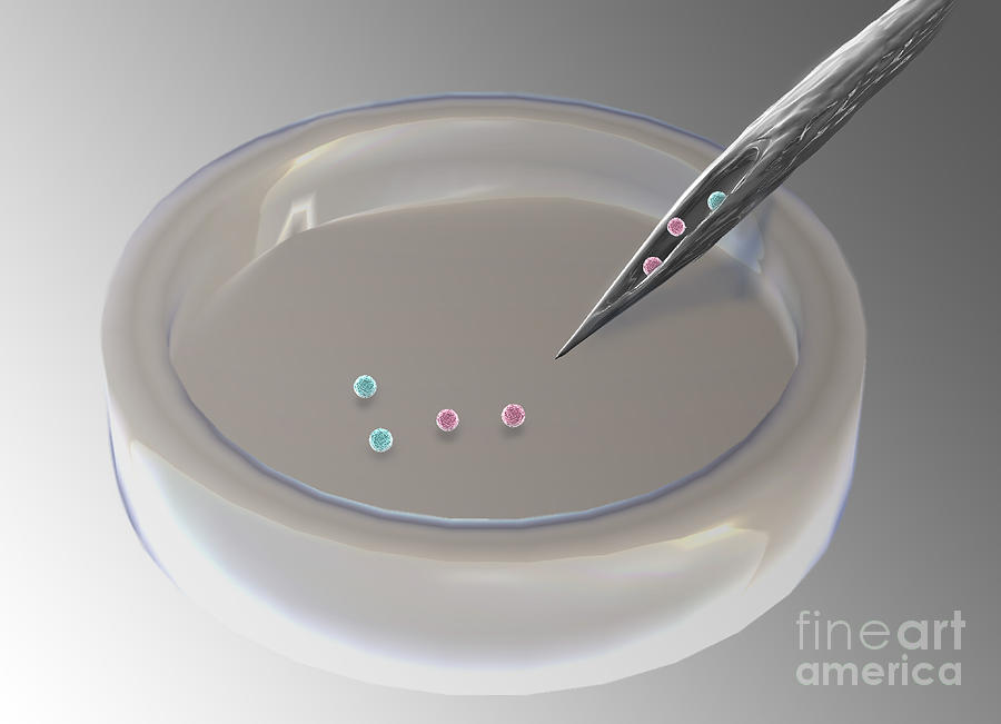 Stem Cells In Dish, Illustration Photograph by Spencer Sutton