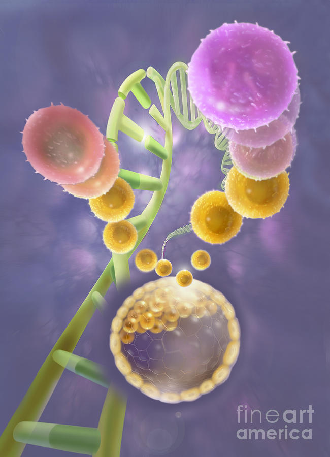 Stem Cells Photograph by Jim Dowdalls