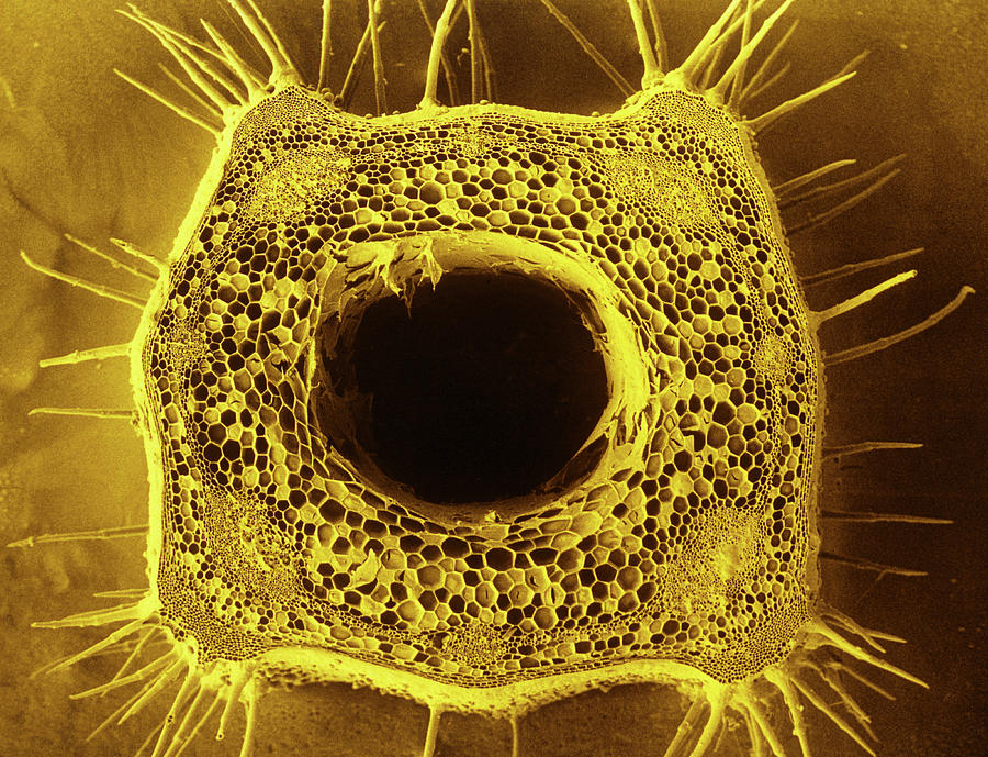 Stem Of White Dead Nettle Photograph by Science Photo Library Stem Of White Dead Nettle Photograph by Science Photo Library