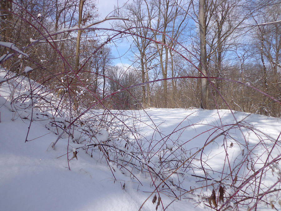 Stems in Snow Photograph by Jacqueline Hudson