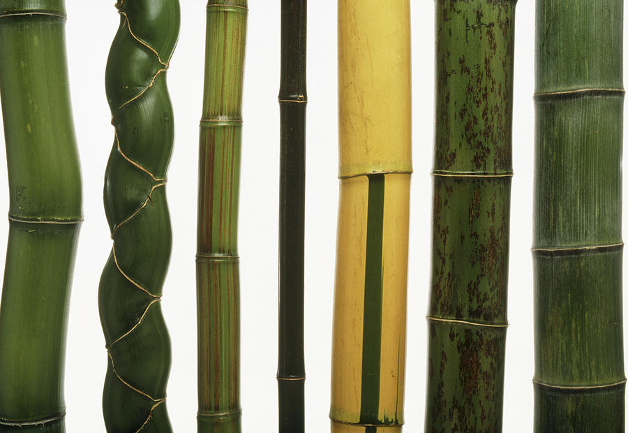 Stems Of Seven Types Of Bamboo Photograph by Pascal Goetgheluck/science Photo Library