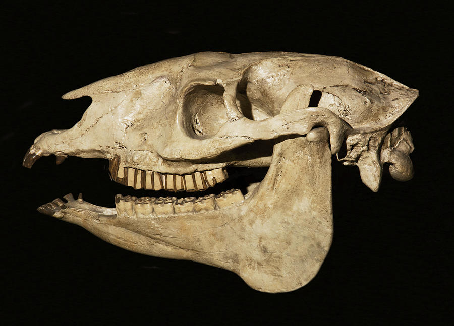 Stenomylus Hitchcocki Skull Photograph by Millard H. Sharp
