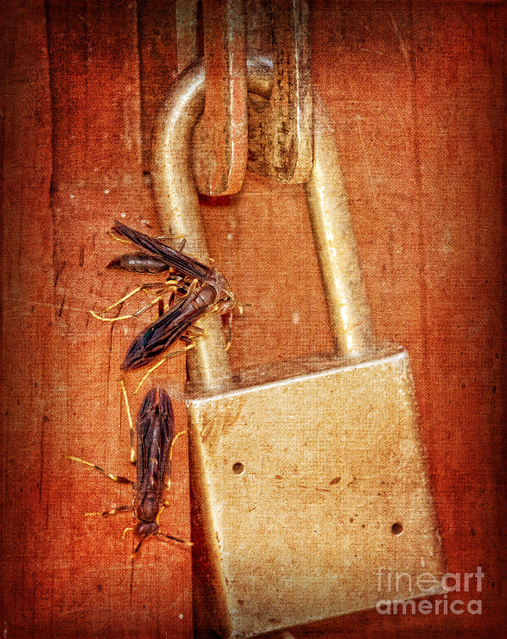 Step Away From That Lock Photograph by Betty LaRue