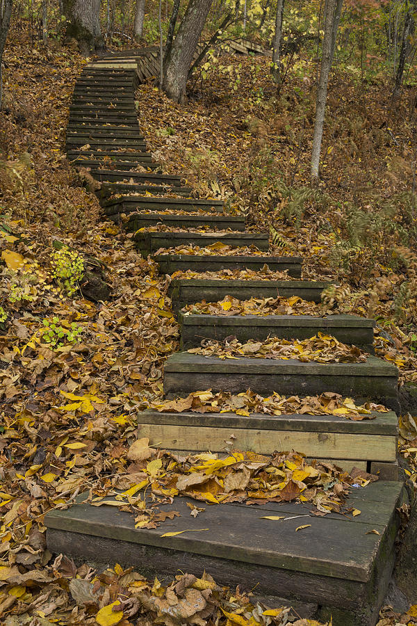 Fall Photograph - Step Trail In Woods 11 by John Brueske