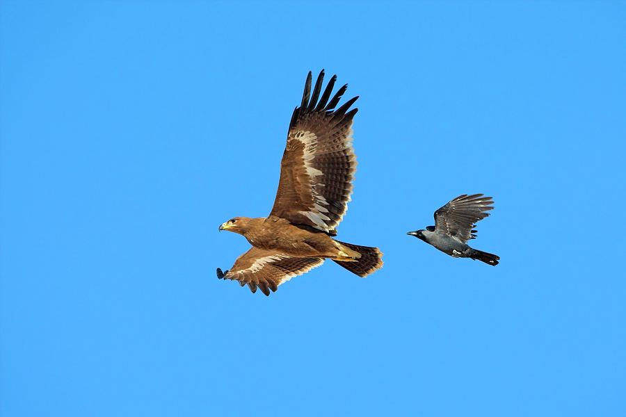 Steppe Eagle And Crow Photograph by Bildagentur-online/mcphoto-schaef ...