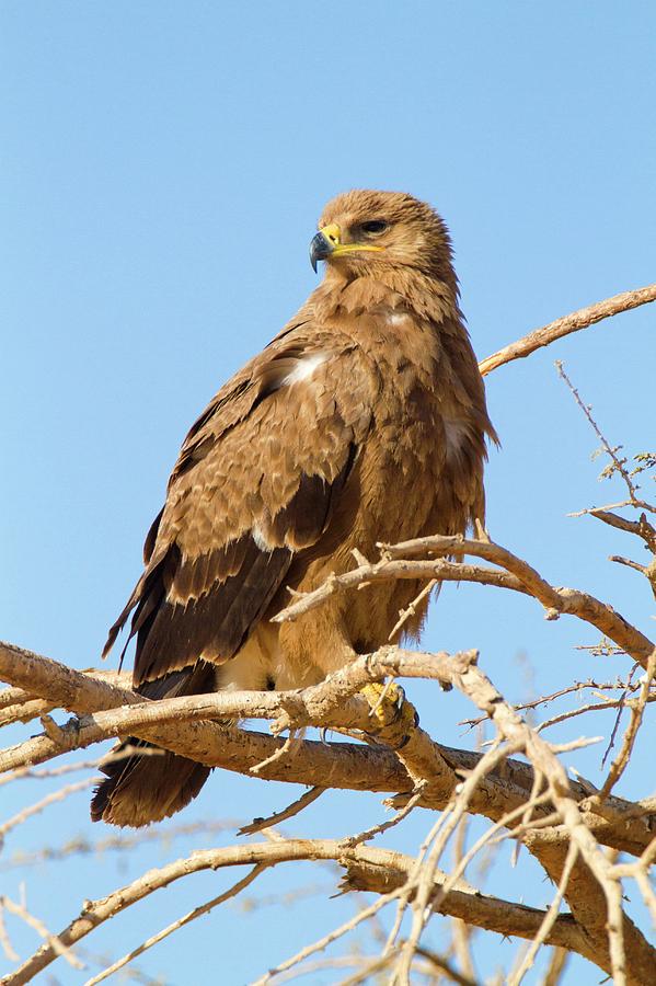 Steppe Eagle (aquila Nipalensis) Photograph By Photostock-israel - Fine ...