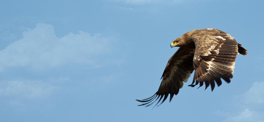 Steppe Eagle Photograph by Digital Fly
