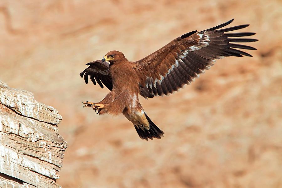 Animal Photograph - Steppe Eagle Landing by Bildagentur-online/mcphoto-schaef