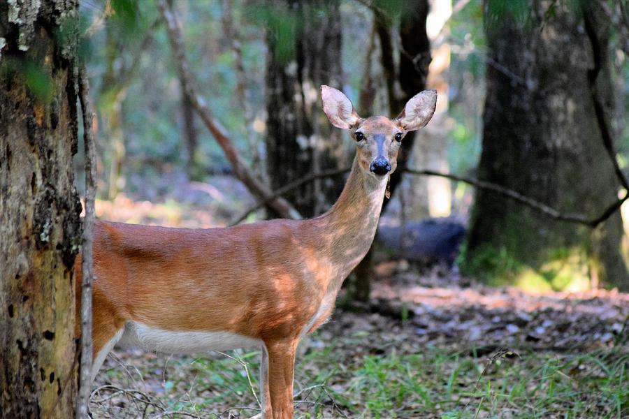 Stepping Out Doe 1 Photograph by Sheri McLeroy - Fine Art America