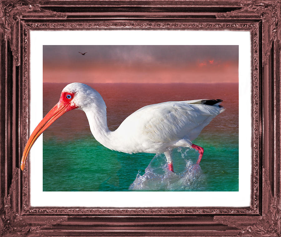 Ibis Digital Art - Stepping Out by Betsy Knapp