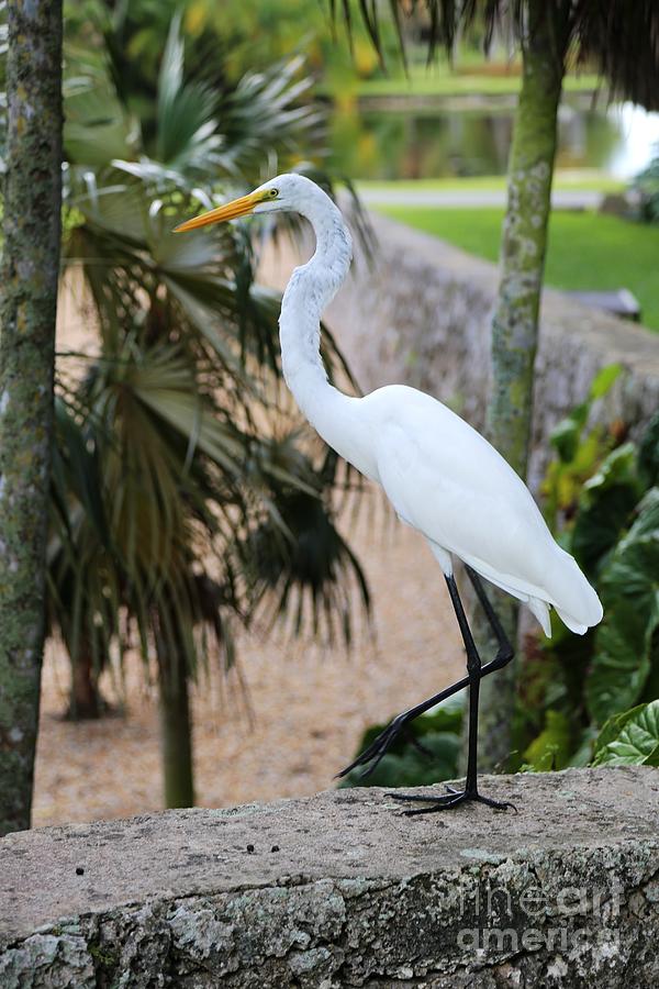 Stepping Out Great Egret Photograph by Carol Groenen