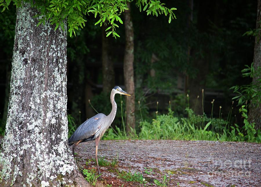 Stepping Out - Heron Photograph by Maria Urso