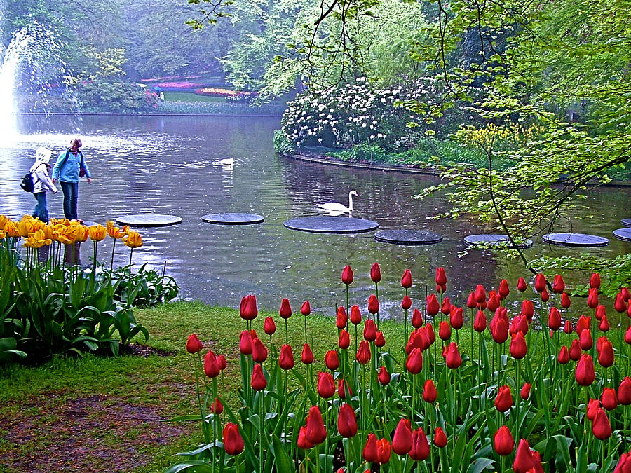Stepping Stones and Mute Swans in Kuekenhof Flower Park-Netherlands Photograph by Ruth Hager