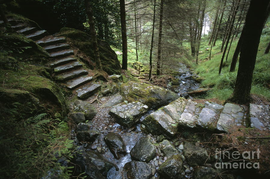 Steps Photograph