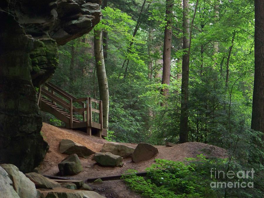 Landscape Photograph - Steps in the Forest by Charles Robinson