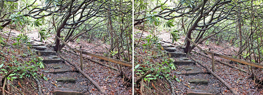 Steps In The Woods in 3D Stereo Photograph by Duane McCullough