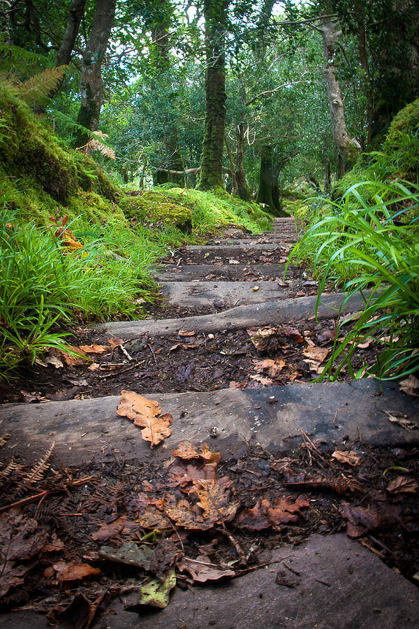 Steps Into The Heart of Tomies Woods Photograph by Mark Callanan