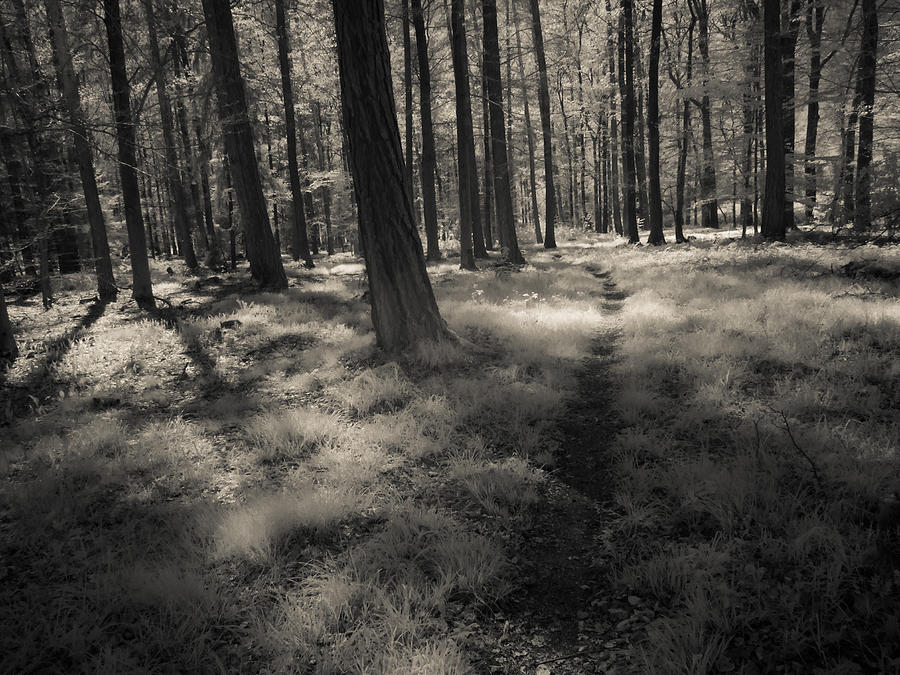 Steps Photograph by Thomas Shanahan - Fine Art America