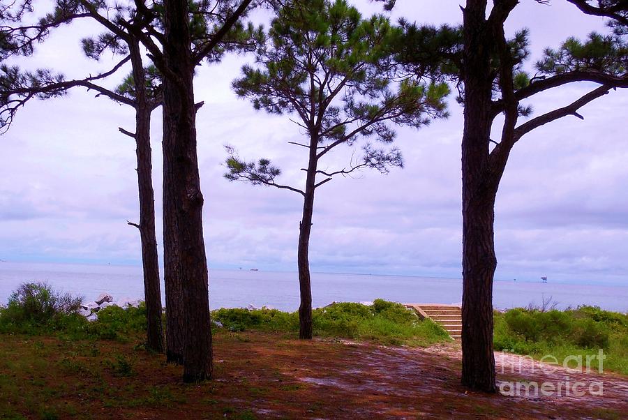 Tree Photograph - Steps to the Ocean by Eloise Schneider Mote