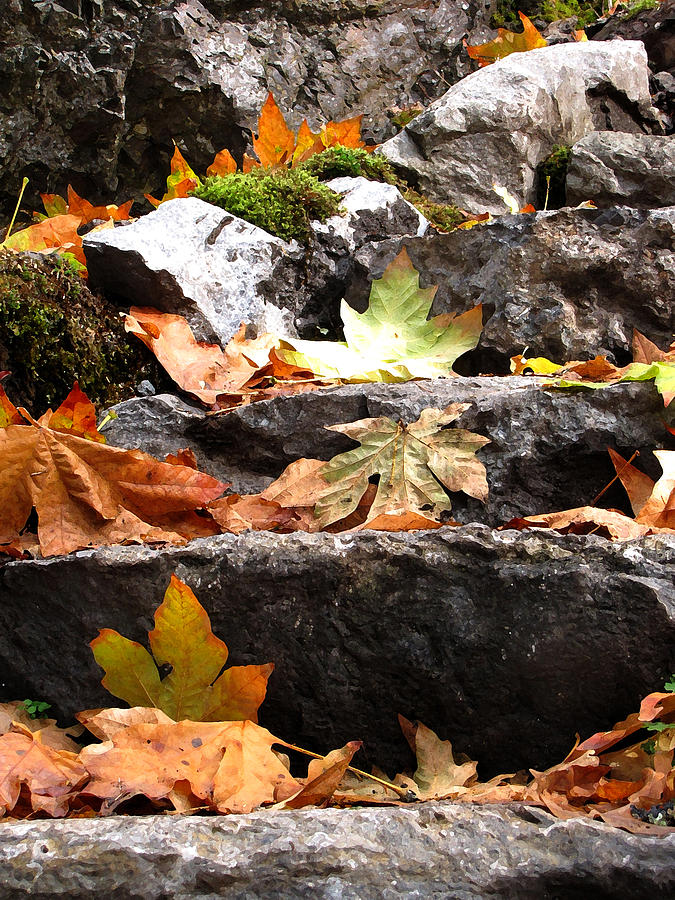 Steps Toward Autumn - Leaves Photograph by Marie Jamieson