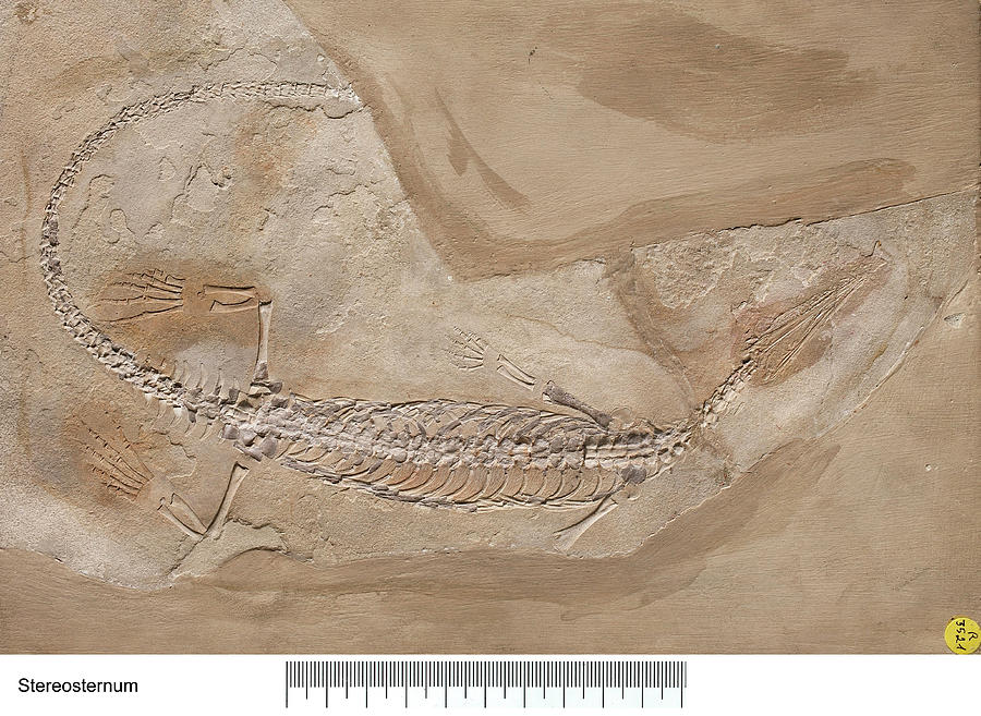 Stereosternum Marine Reptile Fossil Photograph by Natural History Museum, London/science Photo Library