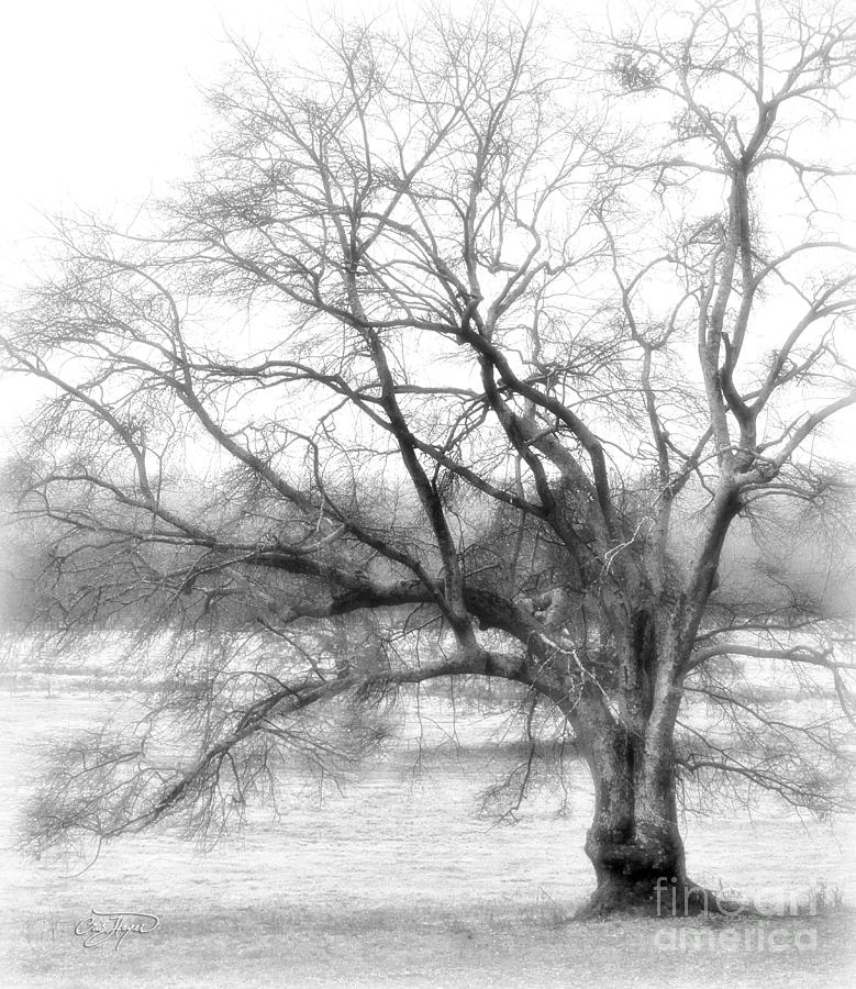 Tree Photograph - Sterling Fog by Cris Hayes