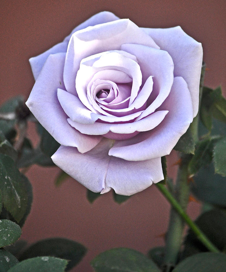 Sterling Silver Rose Named Blue Moon Rose Photograph by Jay Milo
