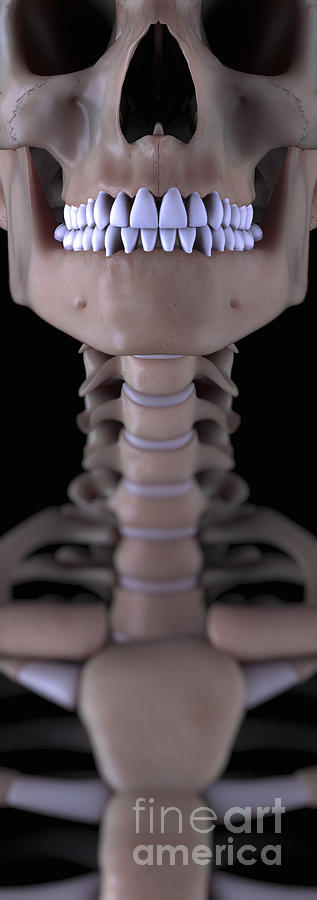 Sternoclavicular Articulation Photograph by Science Picture Co