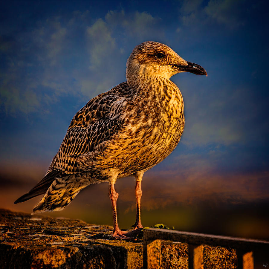 Seagull Photograph - Steven Seagull by Chris Lord