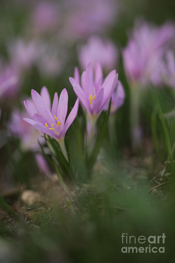 Stevens Meadow-saffron Photograph by Alon Meir