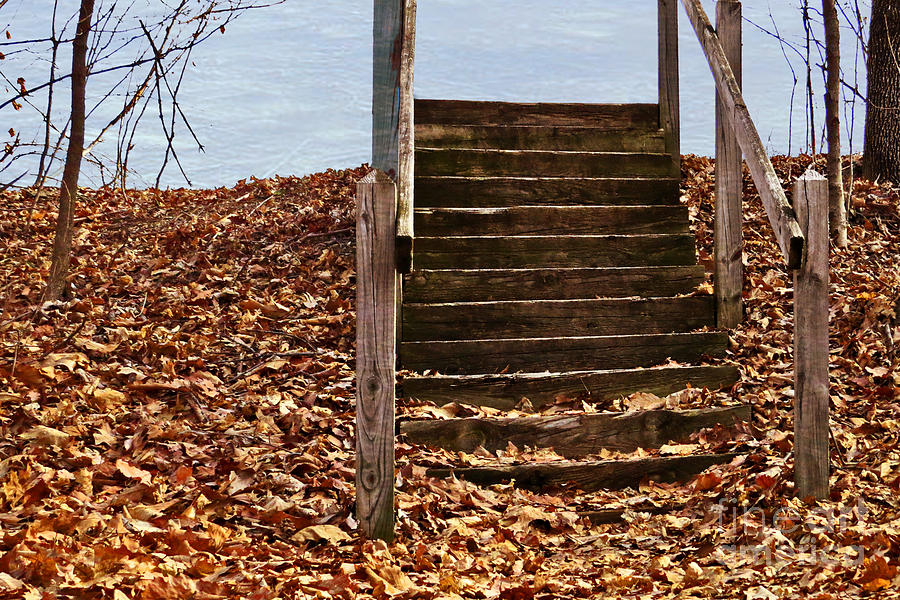 Stairs In The Woods Photograph by Dawn Gari