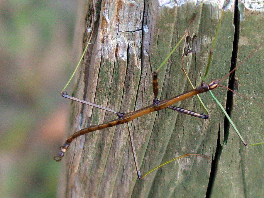 Stick Bug Photograph by Dorothy Maier