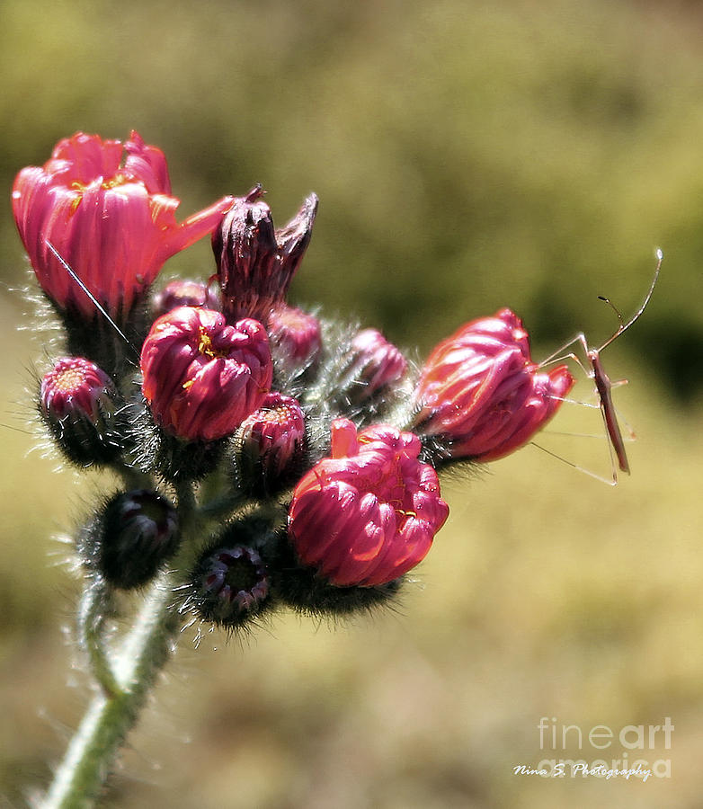 Stick bug on Field Flower Photograph by Nina Silver