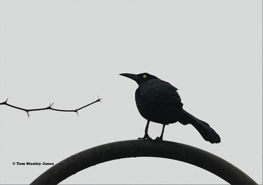 Stick-Grackle And Bar Thats All Photograph by Tom Janca