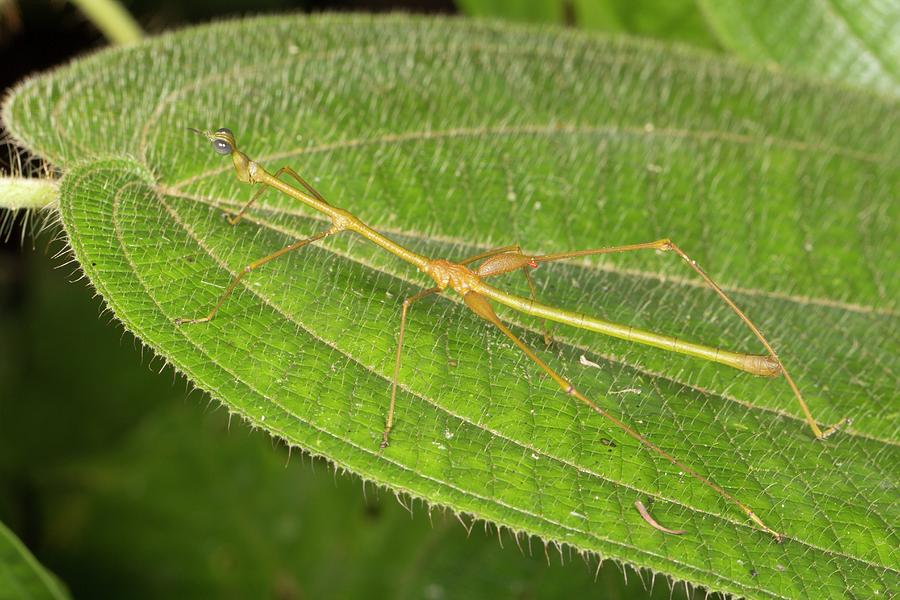 Grasshopper Photograph - Stick Grasshopper by Dr Morley Read