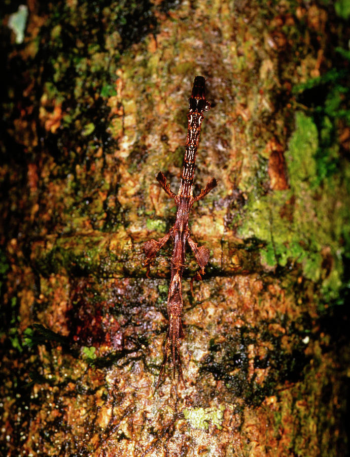 Stick Insect On A Tree In The Ecuadorian Amazon Photograph by Science Photo Library Stick Insect On A Tree In The Ecuadorian Amazon Photograph by Science Photo Library
