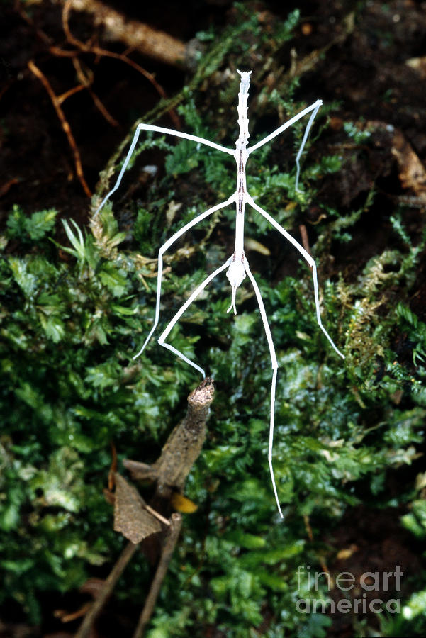Stick Insect Phasmid Photograph by Gregory G Dimijian MD