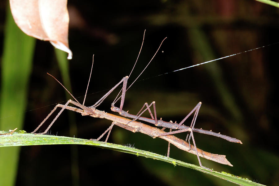 Stick Insects Mating Photograph by Science Photo Library Stick Insects Mating Photograph by Science Photo Library
