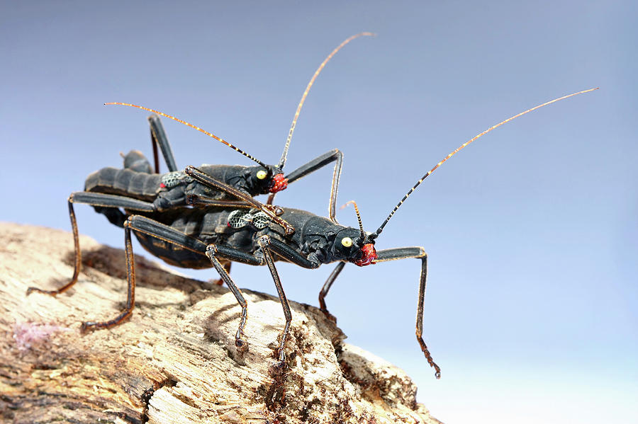 Stick Insects Mating Photograph by Science Photo Library Stick Insects Mating Photograph by Science Photo Library